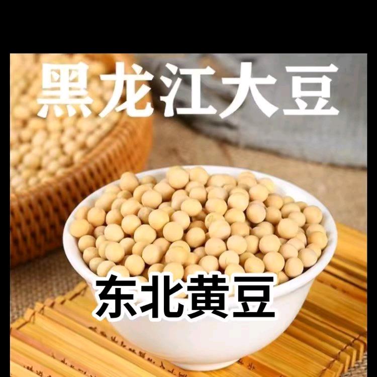 东北高蛋白大豆