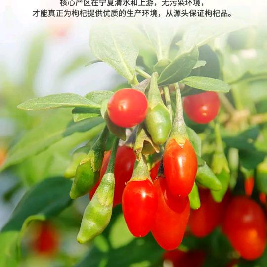 宁夏中宁杞参源枸杞