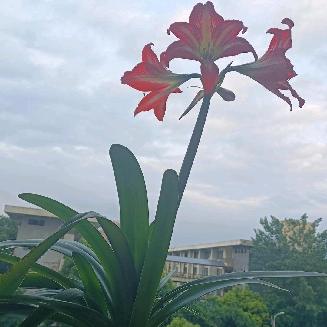 只是省心