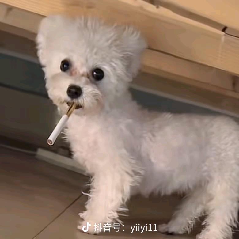 塑料味的星某仁