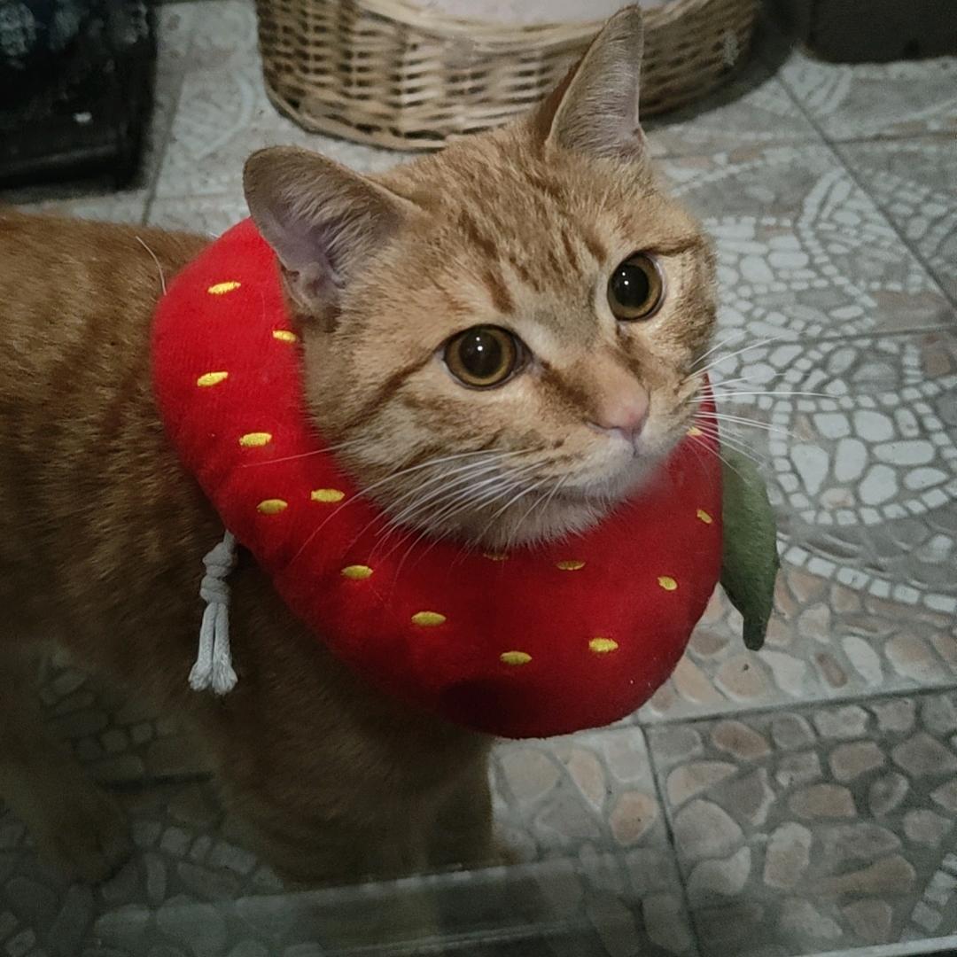 黄金是只小猫