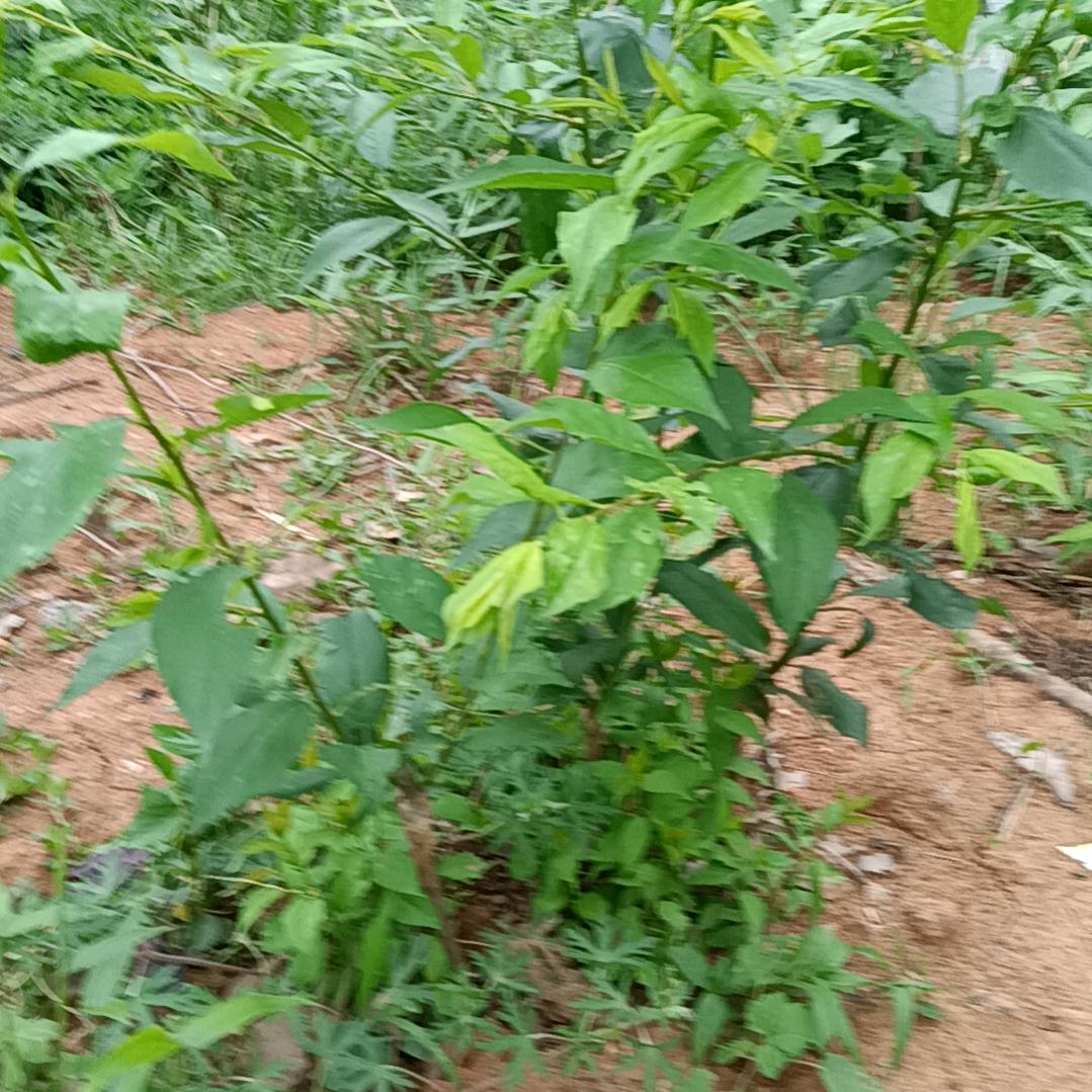 天天好心情