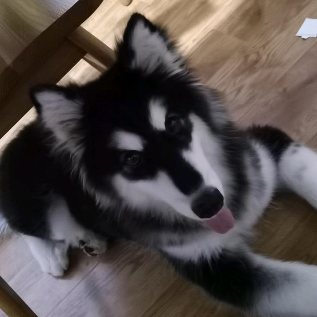 三月是一只黑白阿拉