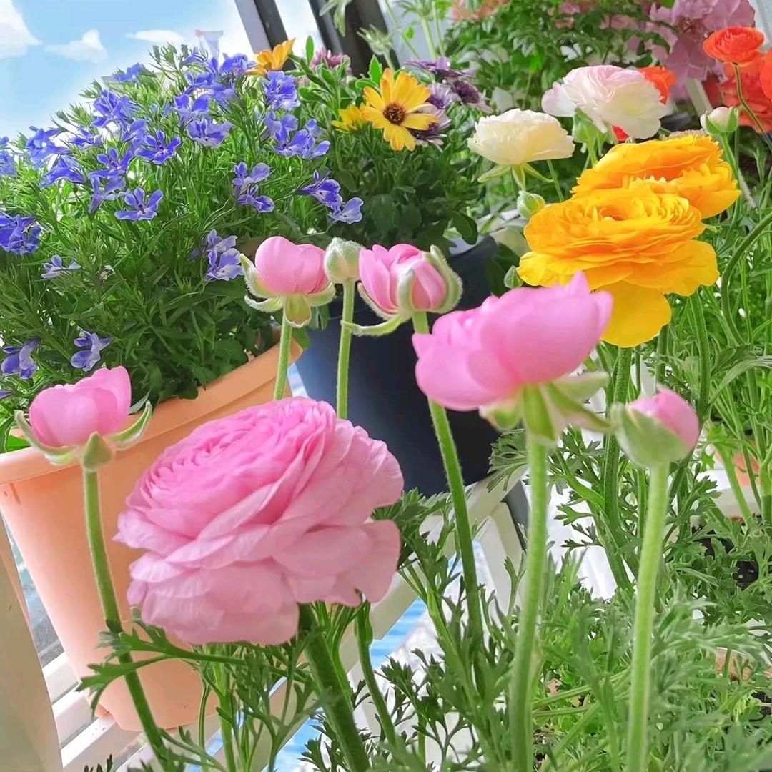 💐((🌺余生爱自己🌺))🌹