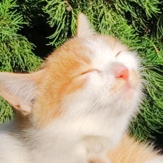 非洲火辣大野驴狂抽印度性感小野猫嫩腚