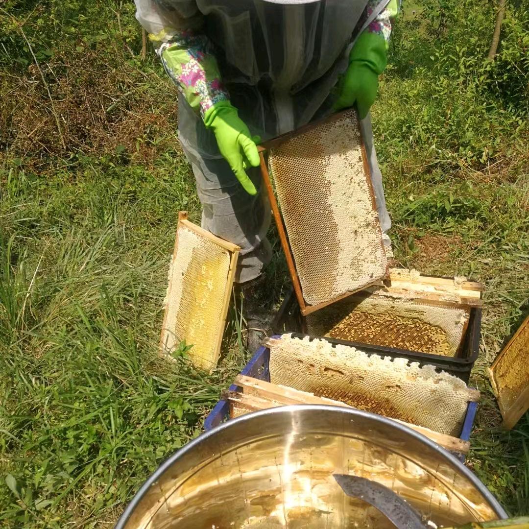 湖南耒阳市东湖蜜蜂养殖