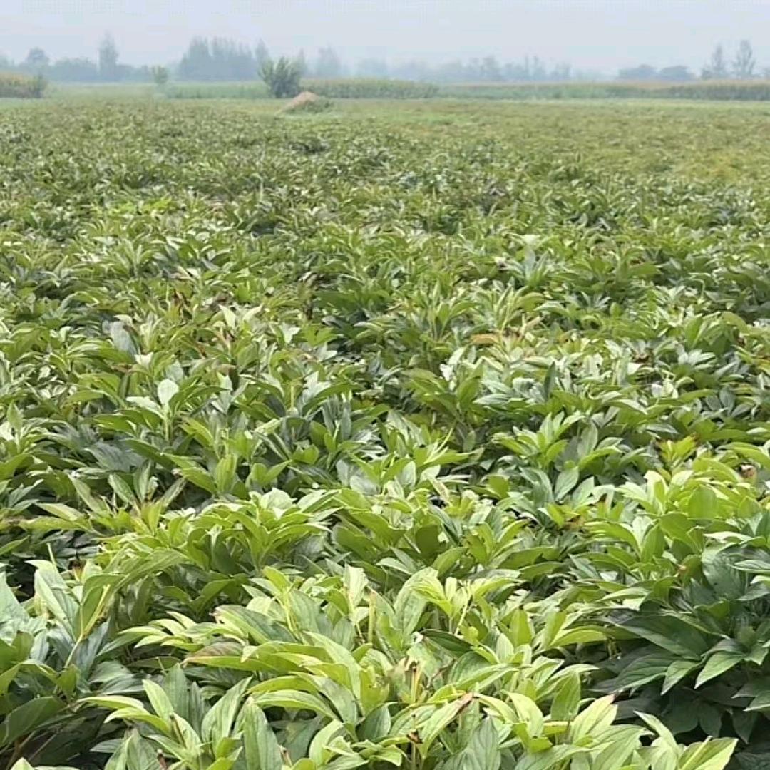 药材种植管理老刘