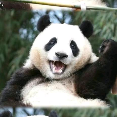 讲理的泼妇🐻