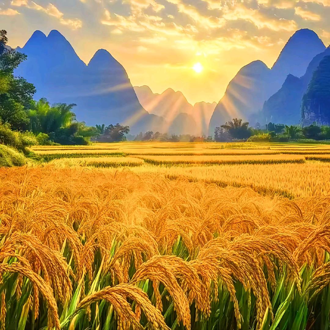 上谷葫芦种植基地