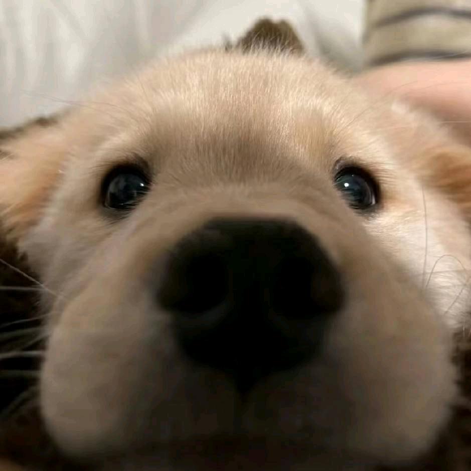 倒霉熊