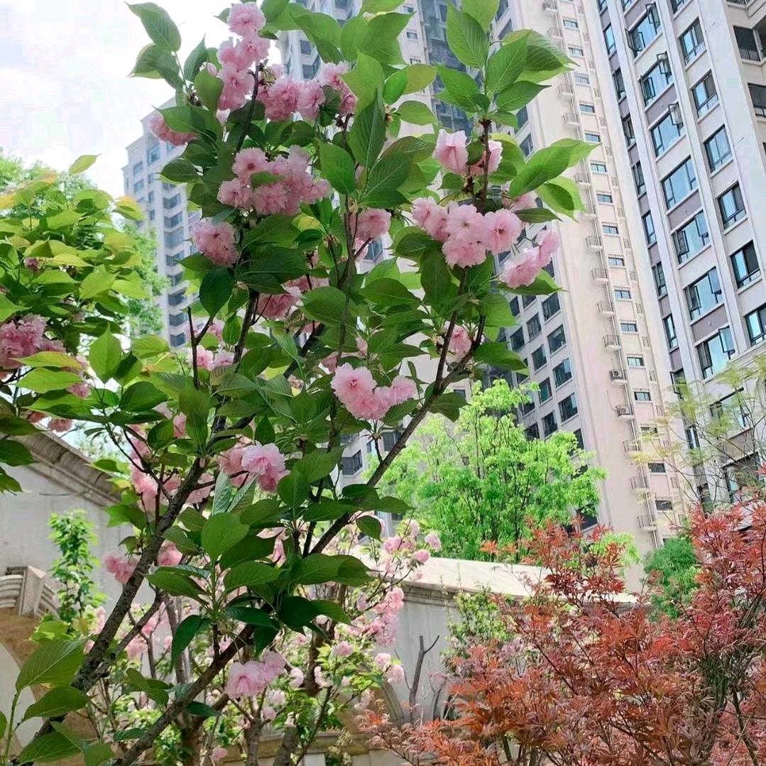 ℋ💕᭄风舞🍒多秋💞࿐