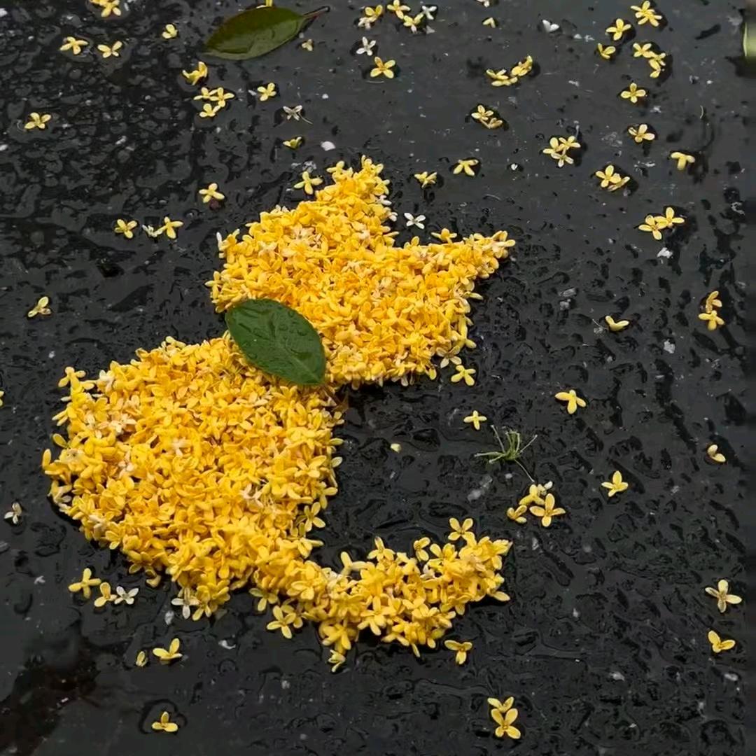 麦兜兜子
