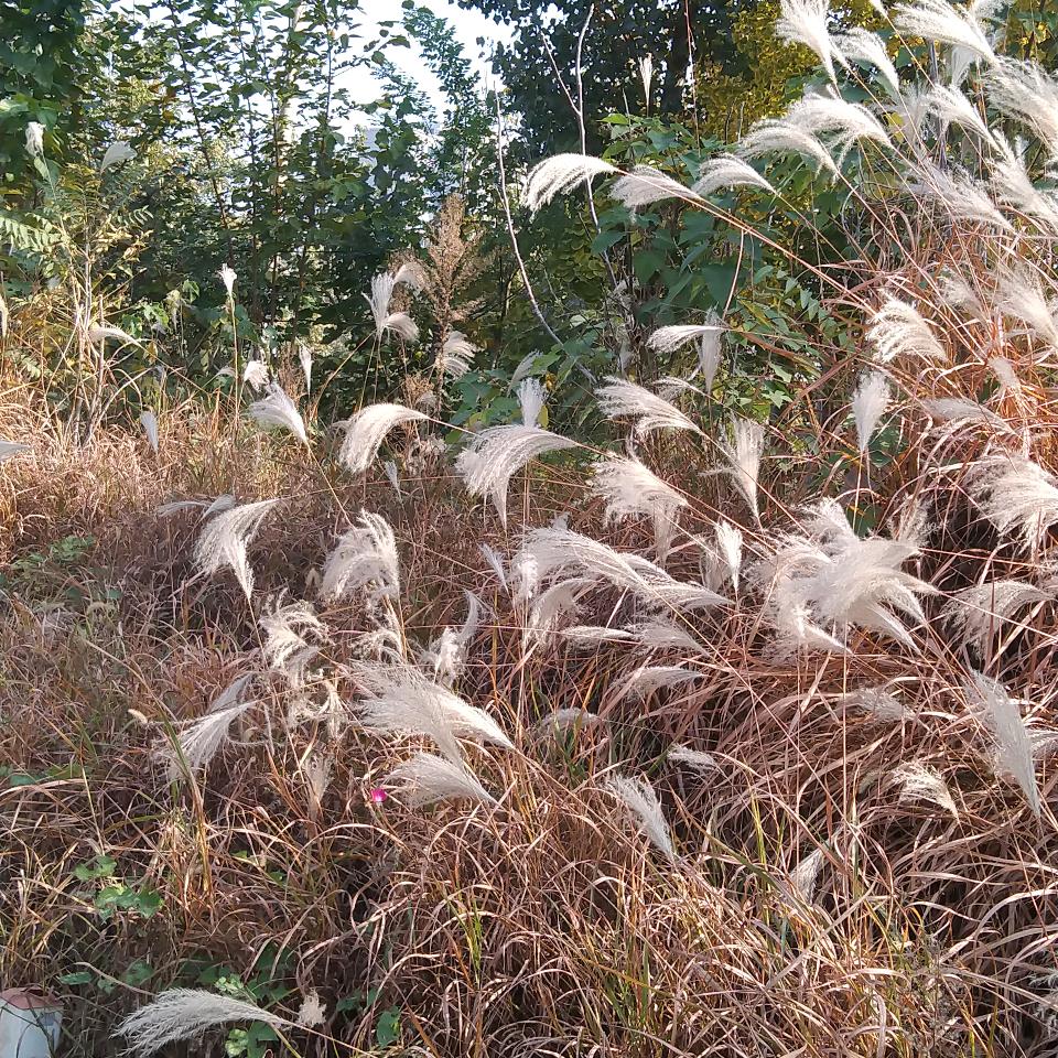 烟云渺茫