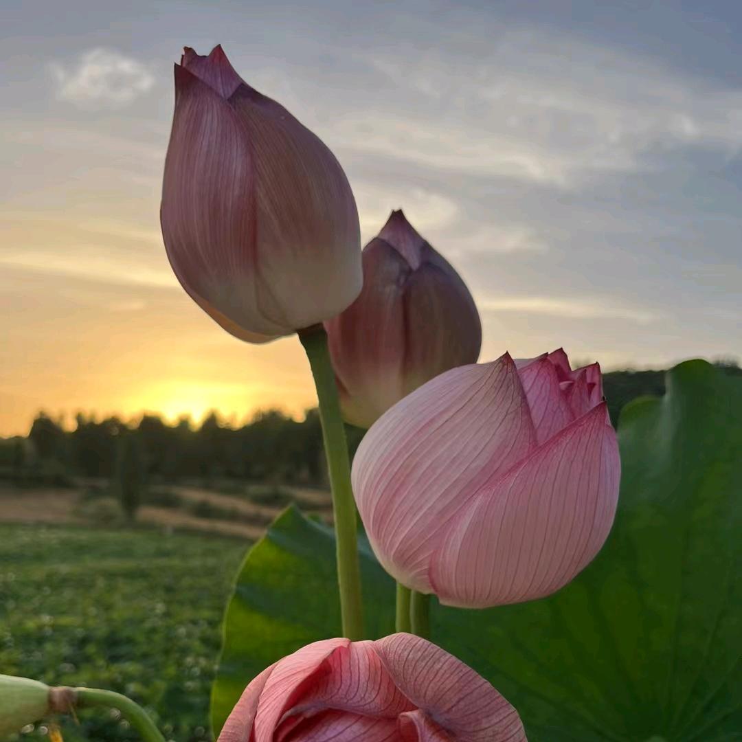 大河汤泉33号技师