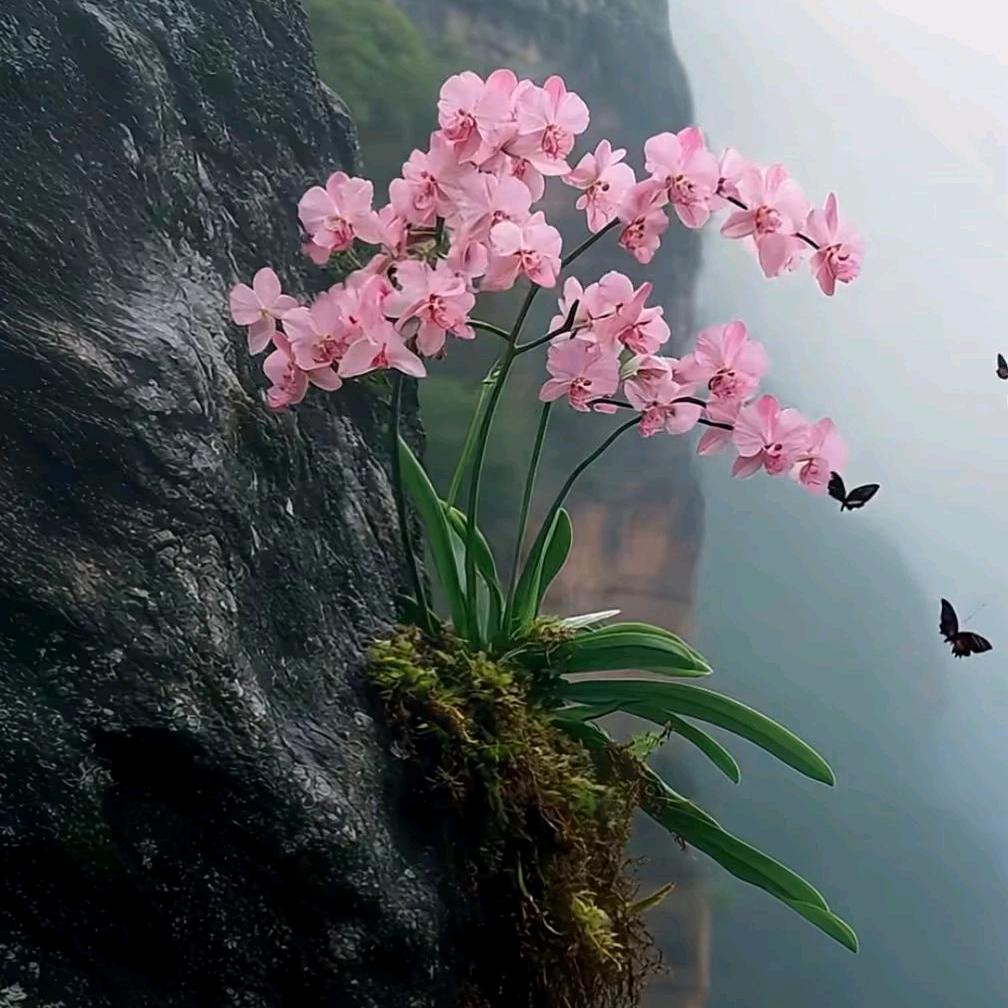 中国人保—规划师