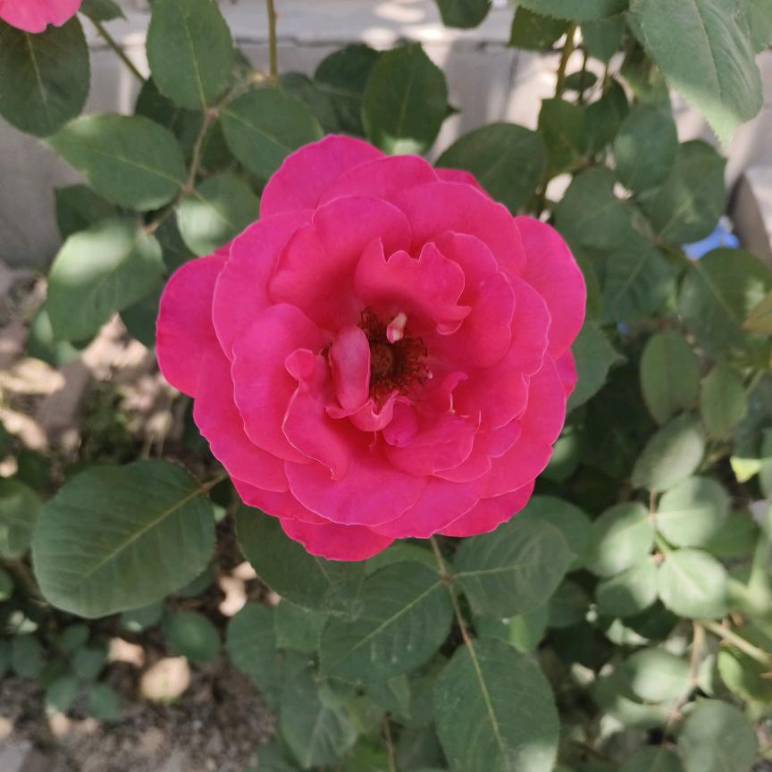 樱花草🌿