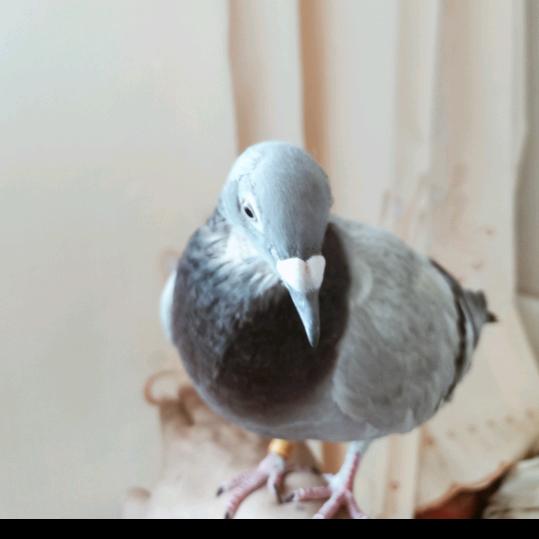 夜话大草原     #股海航标灯#大号#