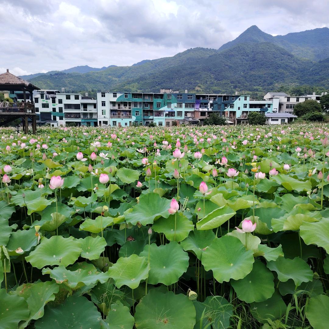 花，依然美