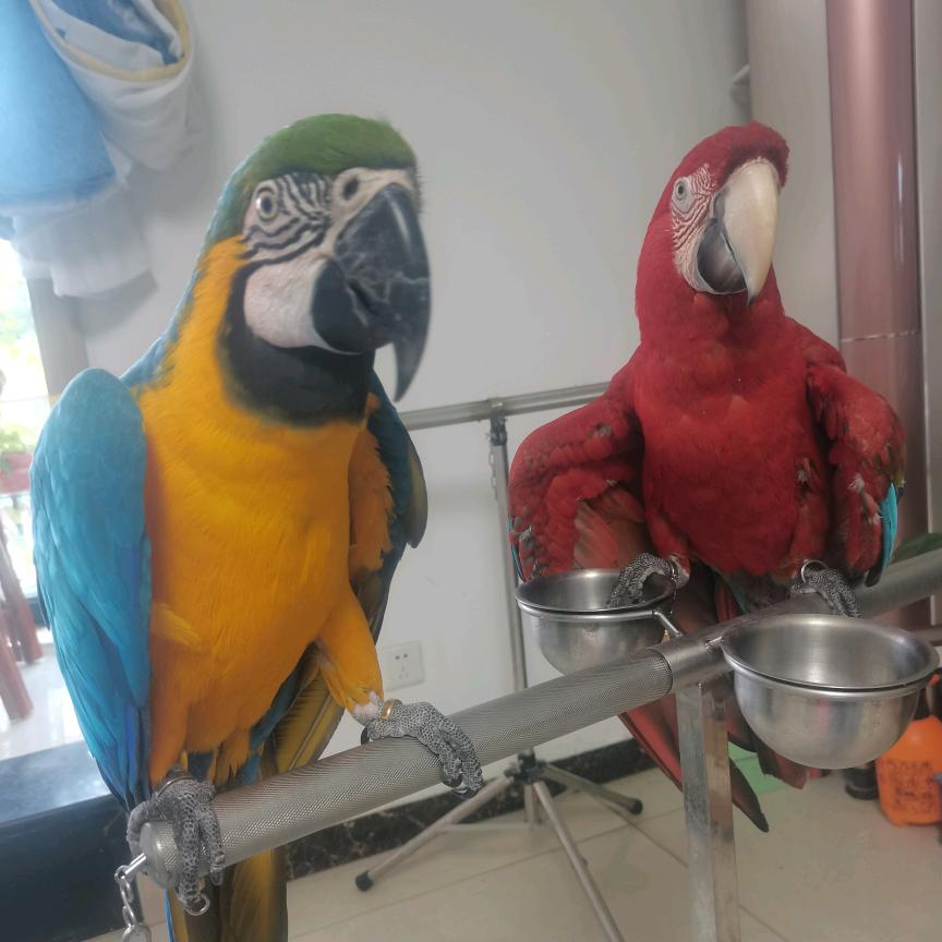 鹦鹉🦜哥🦜宠物鹦鹉🦜
