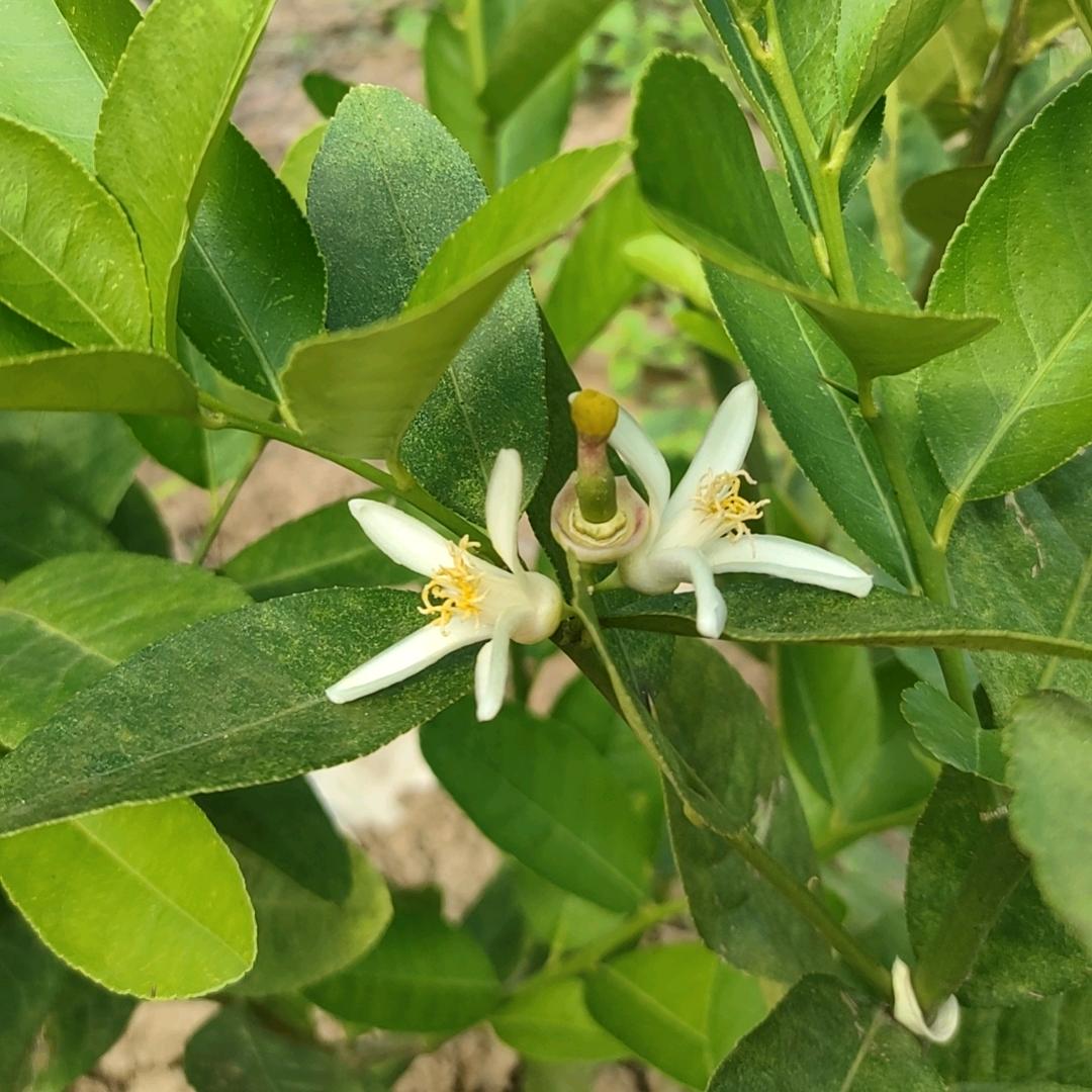 阳光总在风雨后