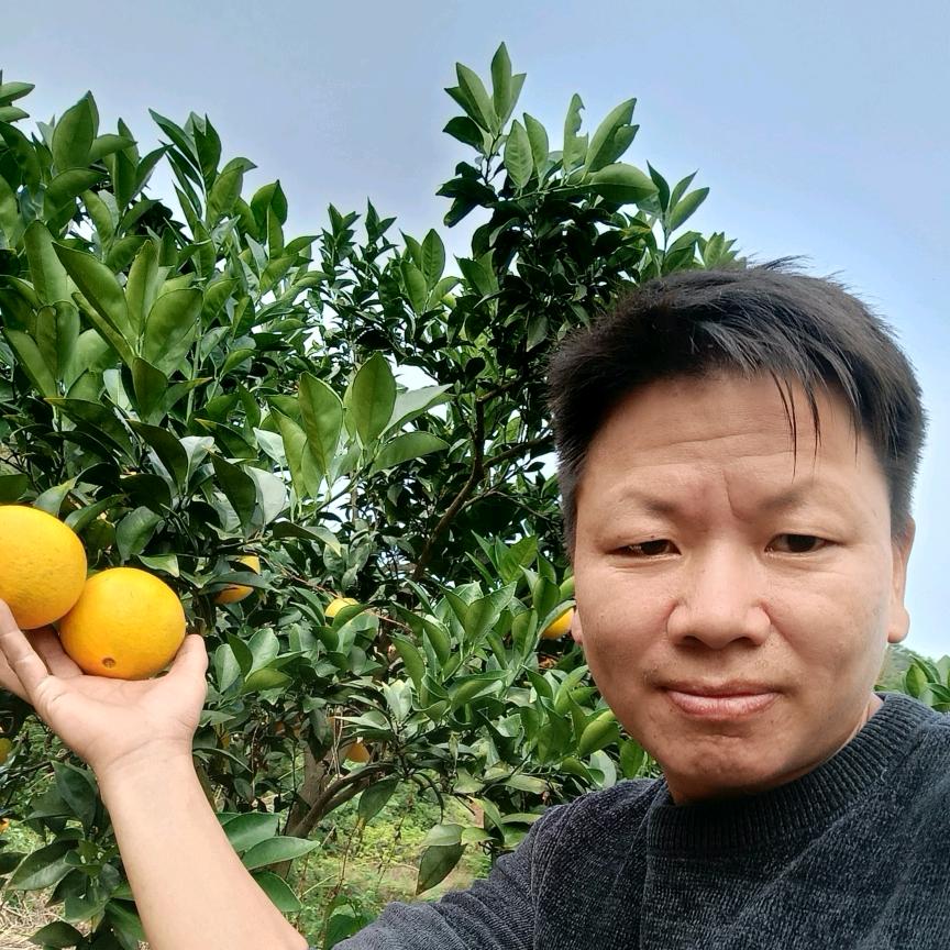 宝发脐橙刘小林