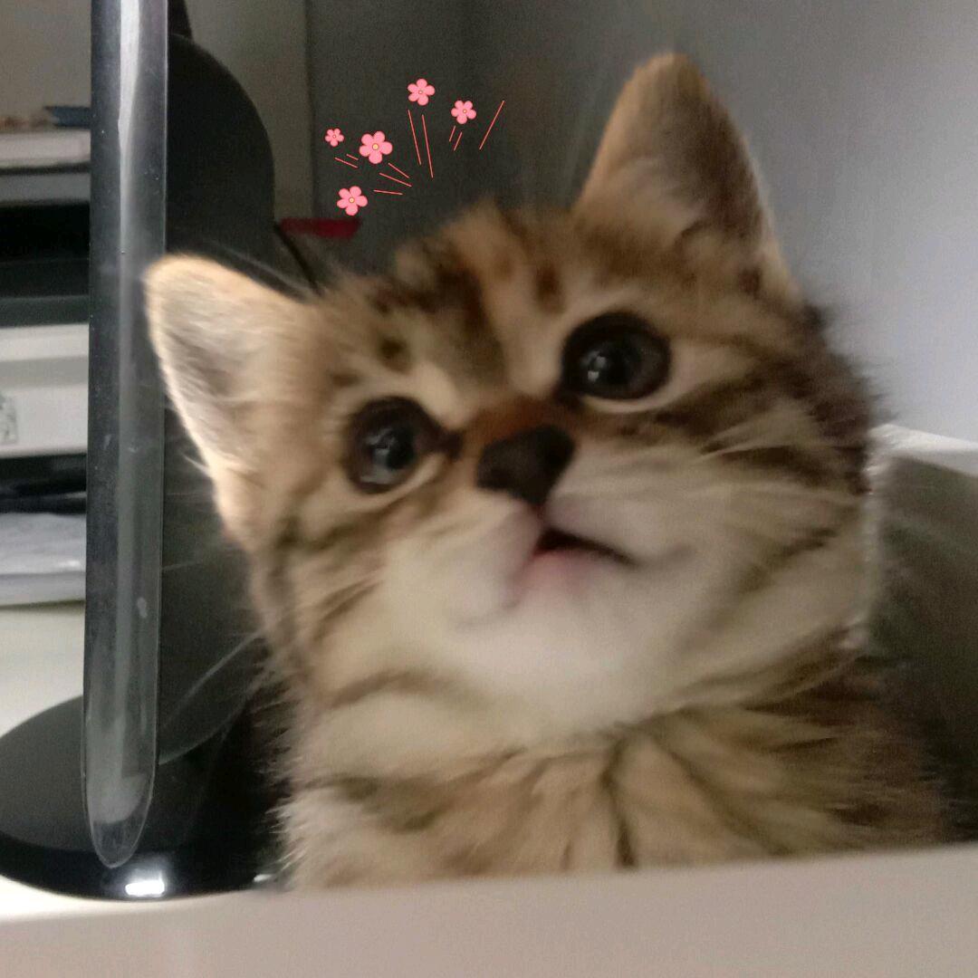小飏