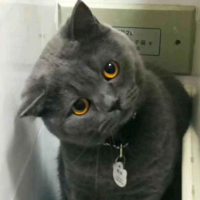 华子的猫
