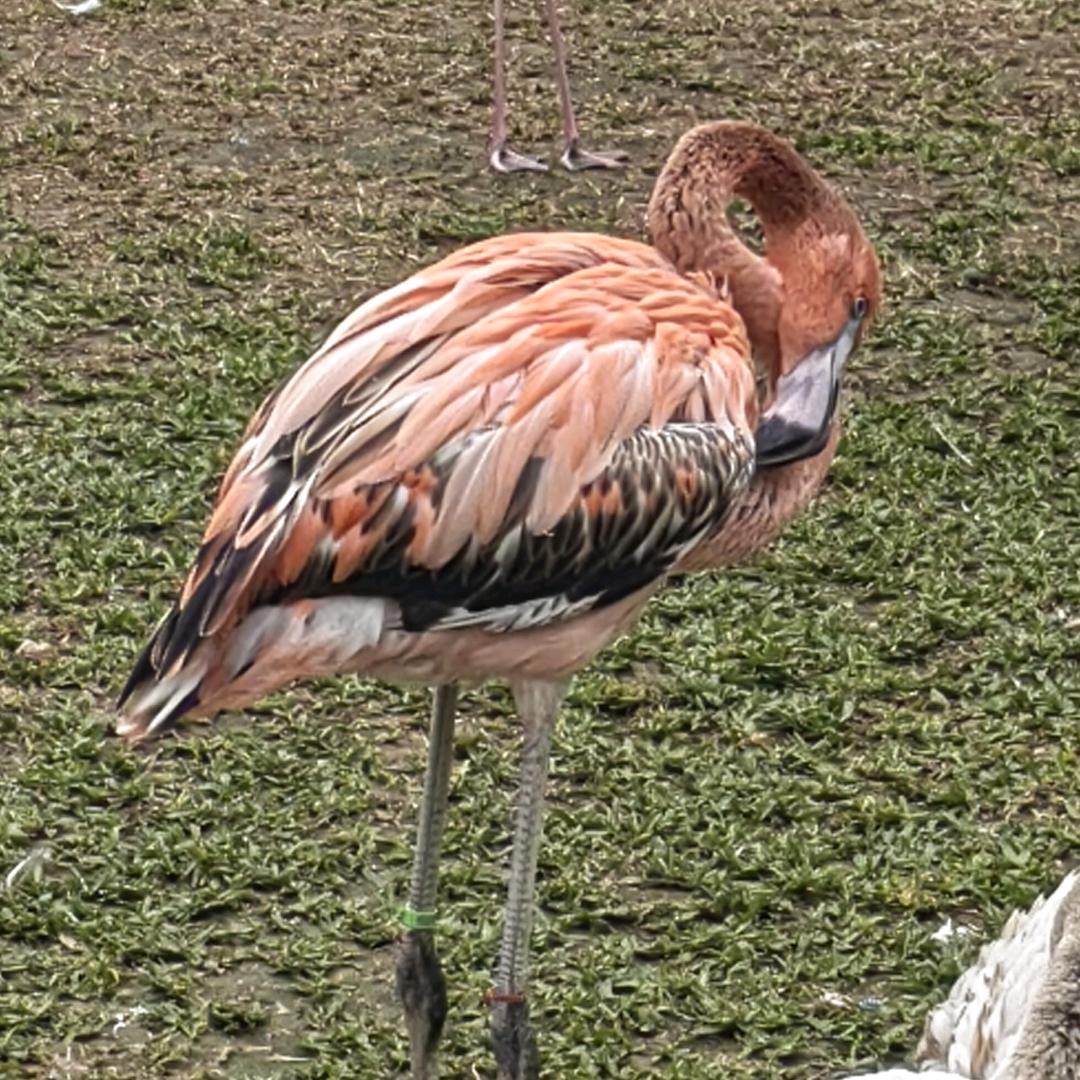 Miss.火烈鸟妈妈