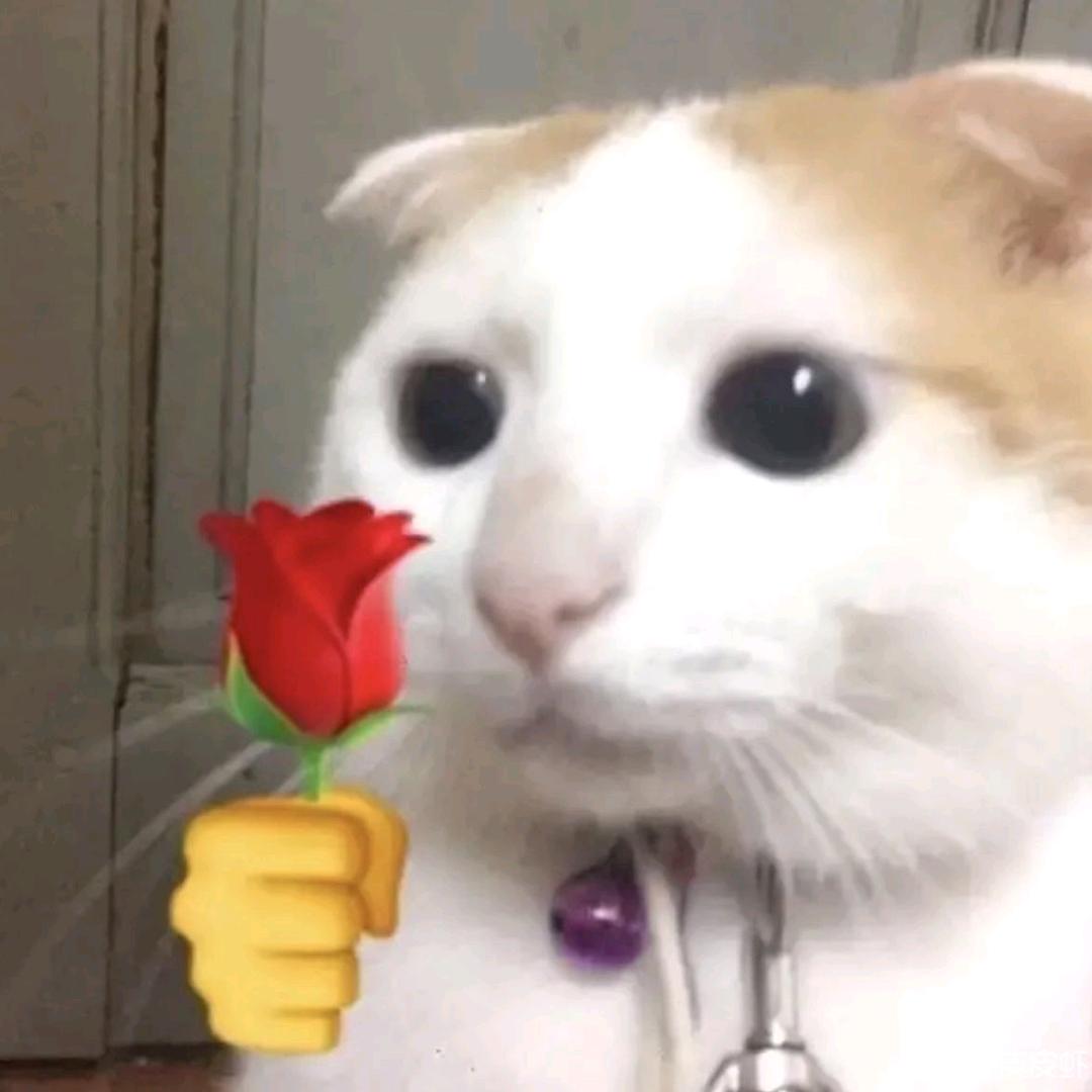 豚鼠