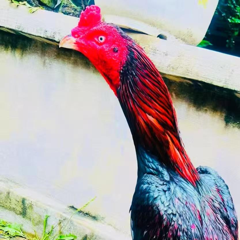 征战四方（雄鹰特战队）