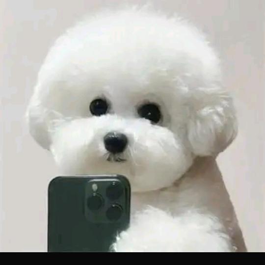 阿猫阿狗{高价收狗}