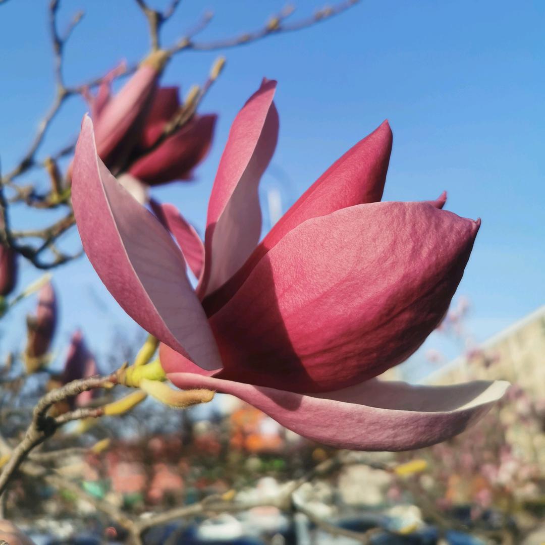 太阳花