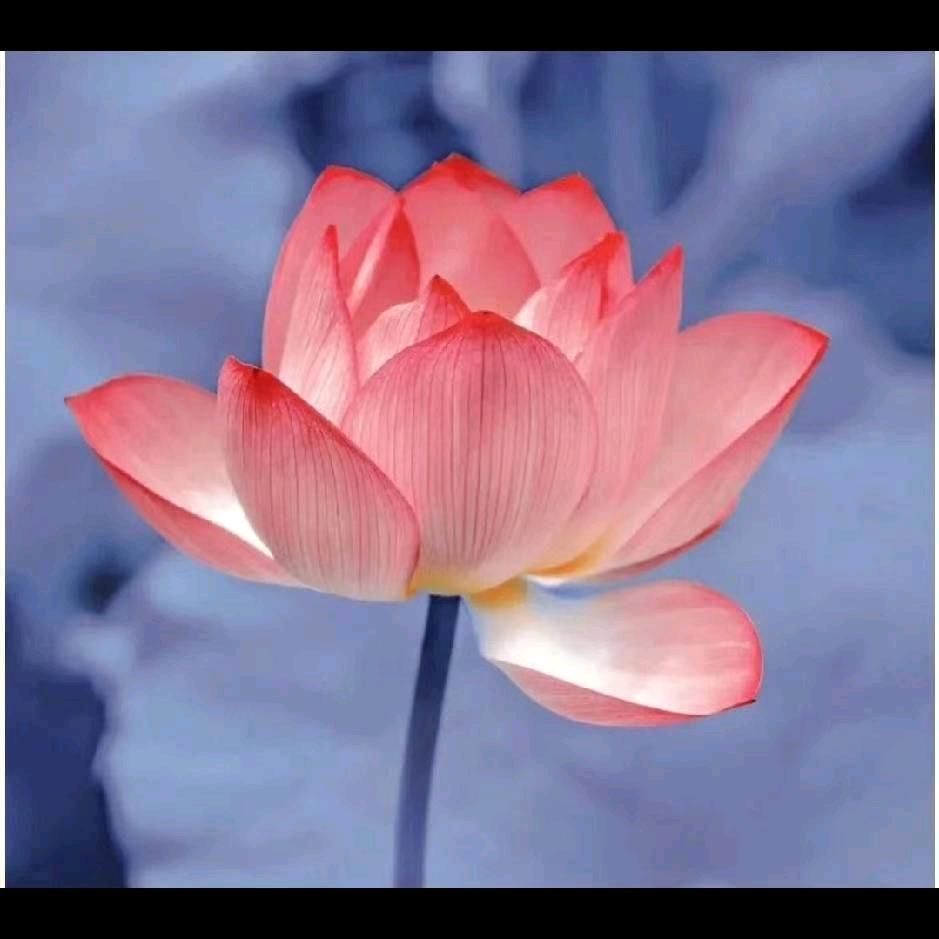 善缘周师傅