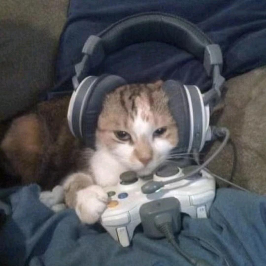 黑猫君哟