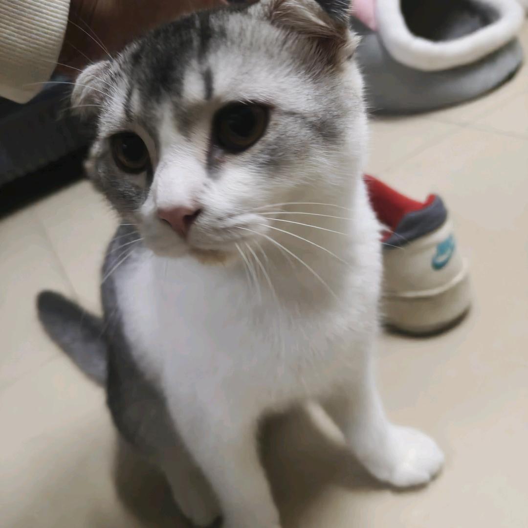 小啰喽