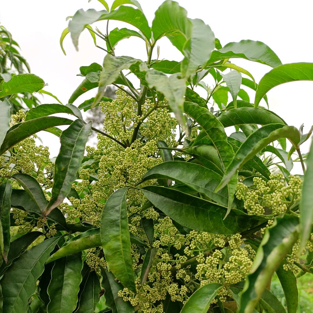 收.销.三叉苦.岗梅