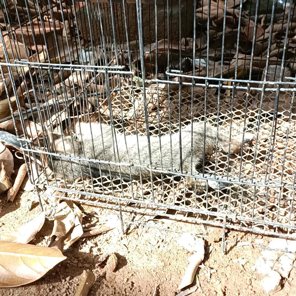 开心的小猫咪。