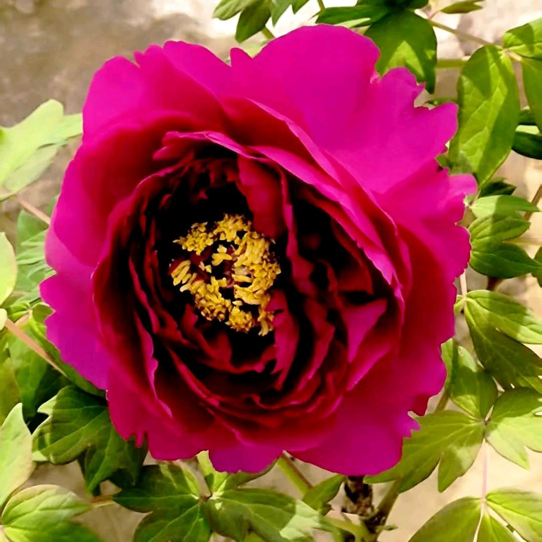 🌹静❤️代❤️花🌹开