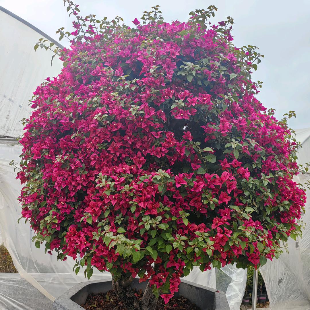 花点心思绿植花卉
