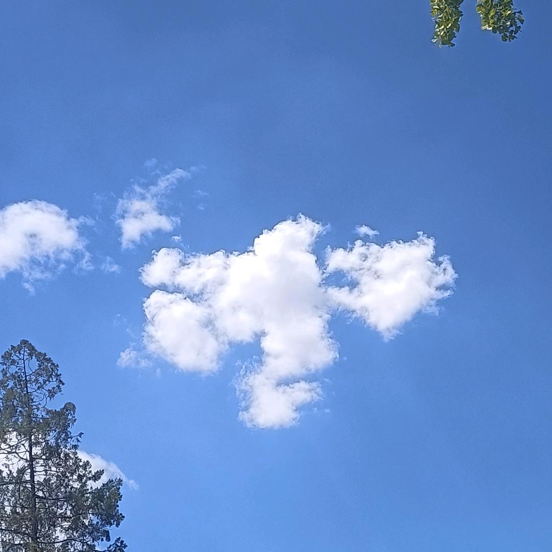 虎魂