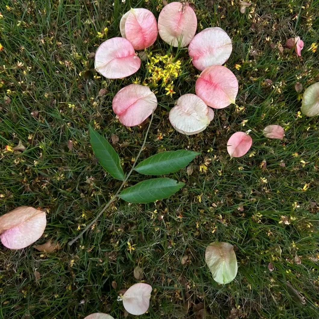 糊涂小姐姐