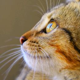 汪汪的猫