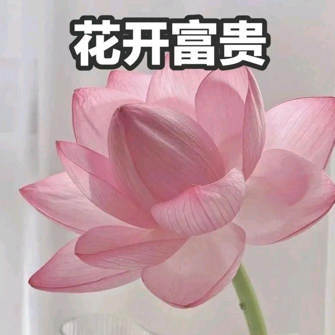花开富贵ᰔ