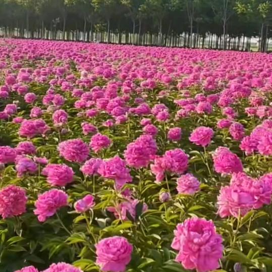 牡丹，白芍