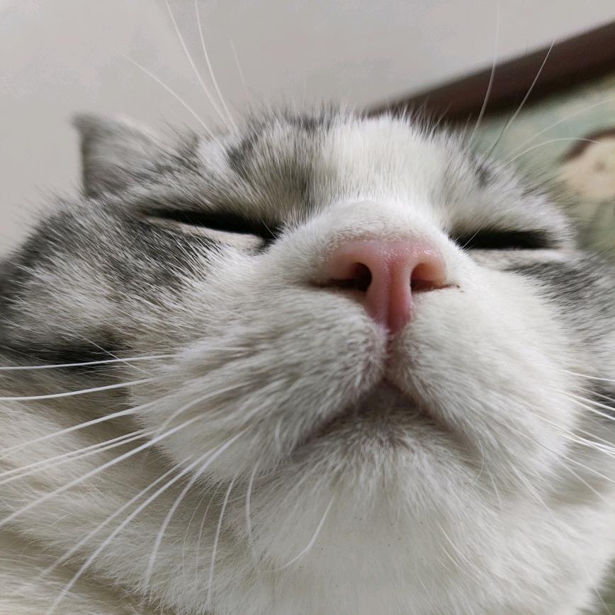 葡萄崽崽
