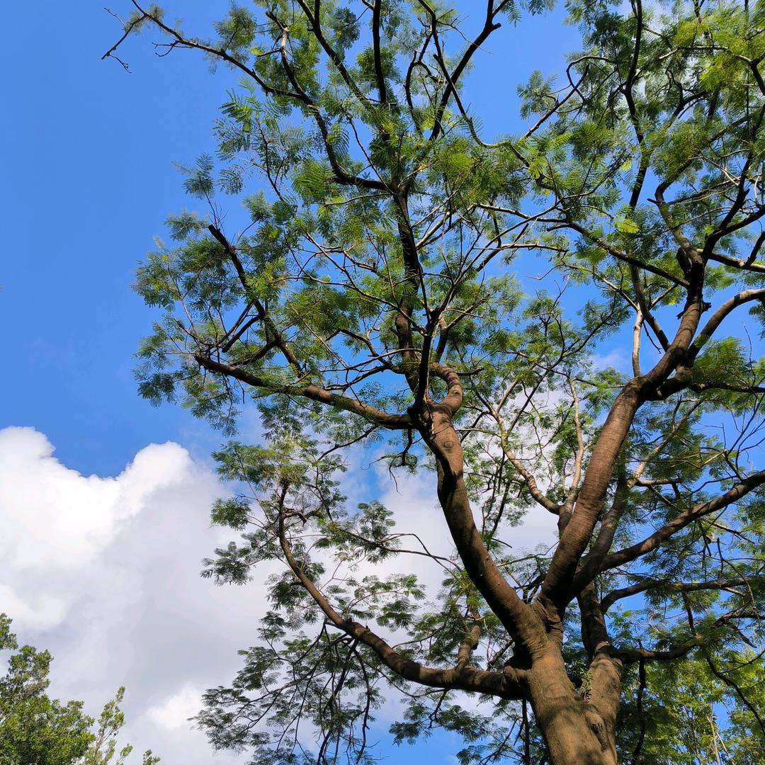 面包树上的珍宝