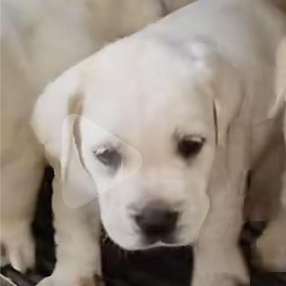 拉布拉多犬