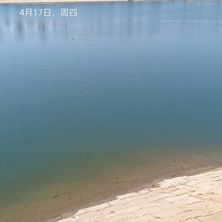 沙漠狼