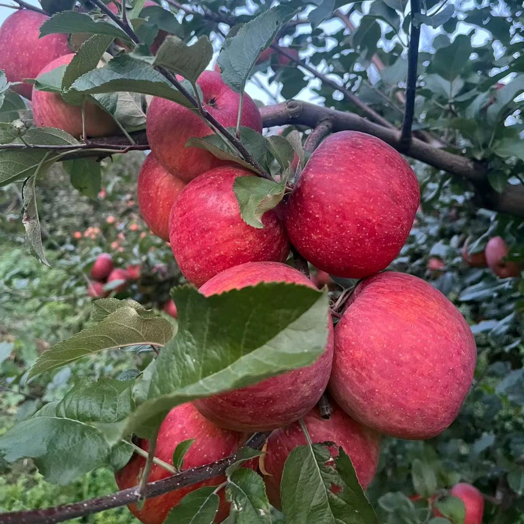 火龙走了没带果、