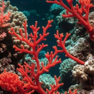 珊瑚🪸